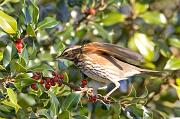 01AD0385 Redwing in Holly Copyright Mike Read
